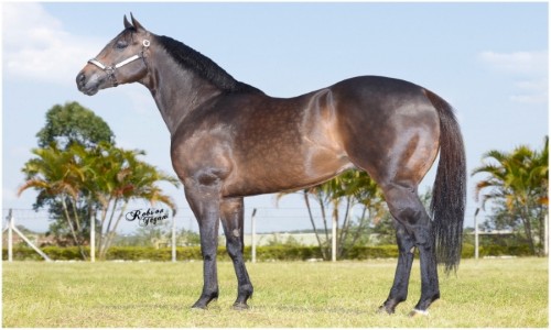 GANGSTER SPECIAL HBR 