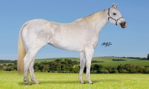 EMBRIAO EFETIVADO DE EYE AM BUENO X FANTASTIC CORONA JR 