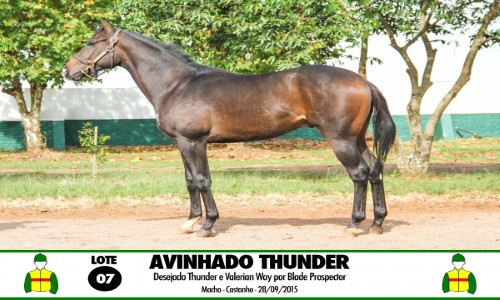 AVINHADO THUNDER 