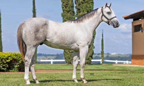 MANHATTAN JUMPIM MRL 