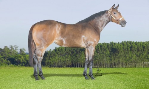 RCH HENRYETTA FOR ME 