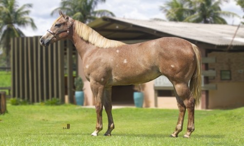 FULL OF STARS CORONA 