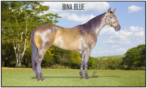 BINA BLUE 