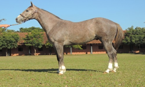 HONRA AO MÃ‰RITO SPECIAL 