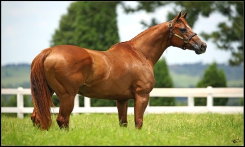 EMBRIÃO EFETIVADO (TELLER CARTEL X AVA TRIGER BEDUINO) 