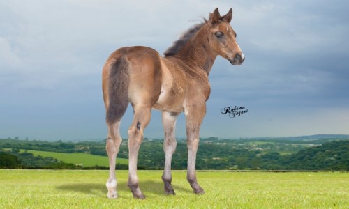 NN SECRET DELIGHTS 2 