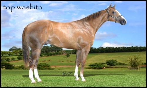 TOP WASHITA 
