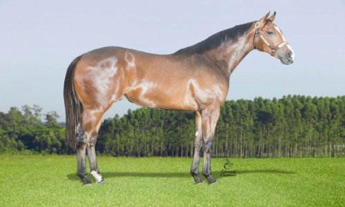 RCH FANTASTIC  JUNIOR 