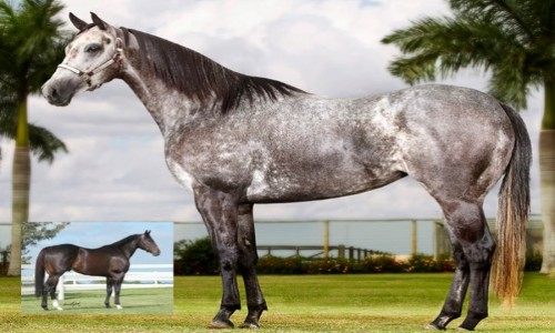 NN ANYA CORONA X GOOD REASON SA 