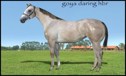 GOYA DARING HBR 