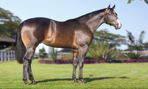 COOPER FANTASTIC STM 