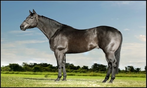 COTA DE COBERTURA - JESS ARISEN MOON 