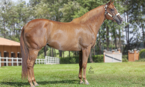 EMBRIAO LOVE BELA EASE X FANTASTIC CORONA JR 