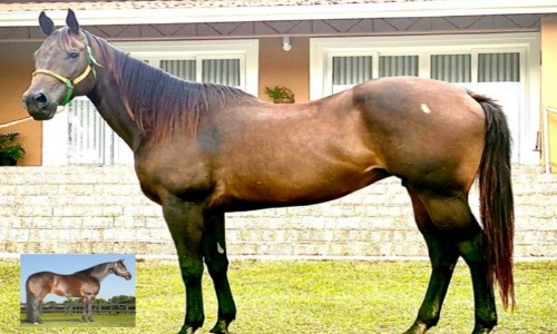 NN LENDA GOLD SA X CORONA FOR ME 