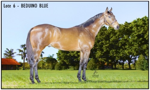 BEDUINO BLUE 