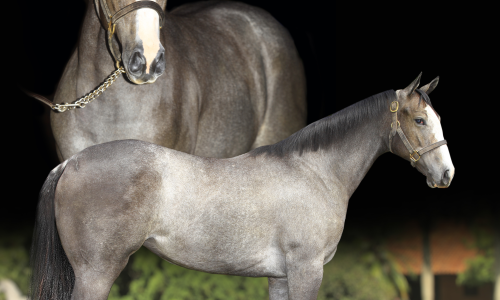 JARRO DE ESPERANÇA (PSI) 