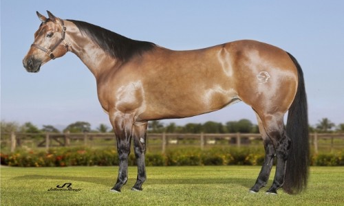 EMBRIAO BELLE SANA LINCE 