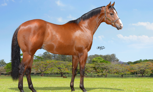 JARRO DE ESPERANÇA. 