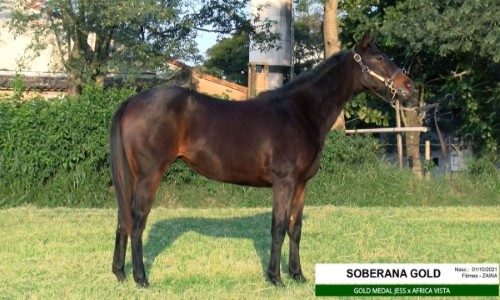 SOBERANA GOLD 