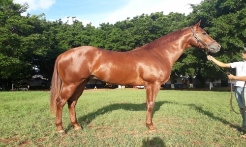 VITORIOSO DA SHALAKO 