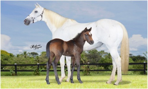 DOMINATRIX PRIDE HBR 