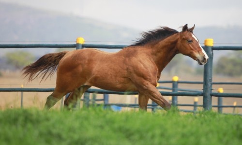 MANECO STRAW DESIRIO 