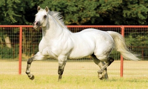 SC CHISELED IN STONE 