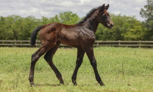 NN SERVULA REASON  RJT 