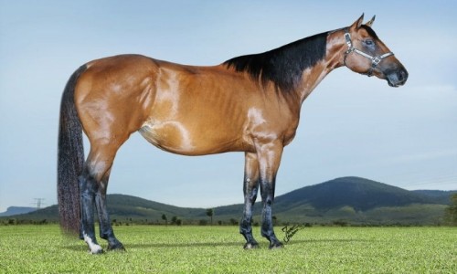 HYLDA FURACAO CAT 3M 