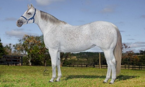 VENTRE LIVRE PAINTED VEIL B 