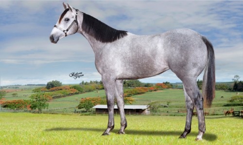 SHEZA GOLDEN LADY JM 