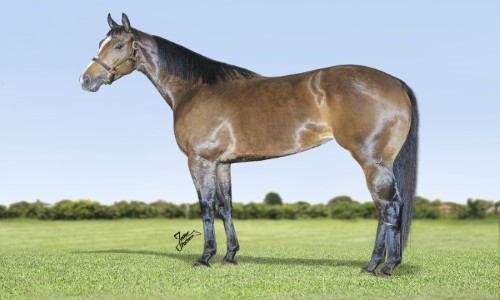 EMBRIAO MEKIMO REASON SA X BELGICA VISTA 