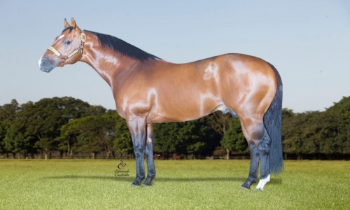 QUEROSENE DA SHALAKO (REPRODUÃ‡ÃƒO) 