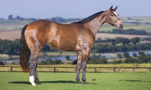 SAGRADA DESIRIO SJOR 