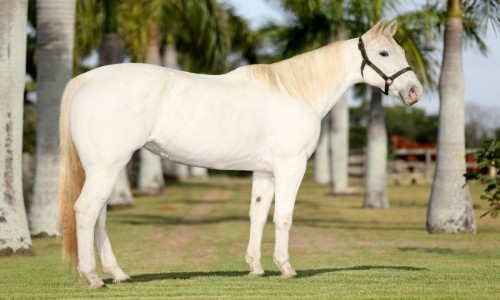 SAVANNAH FISHERS FLY 