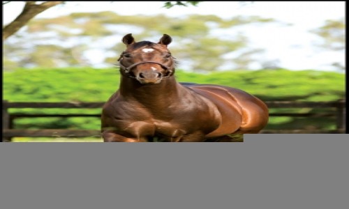 COBERTURA PICASSO TOLL 