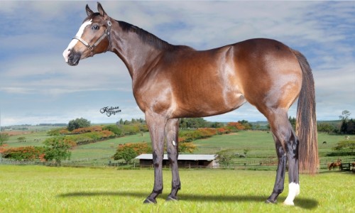 IRSA CARTEL LAKE SAM 