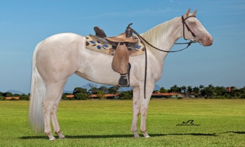 EMBRIAO AMANDA ROJO WILD 