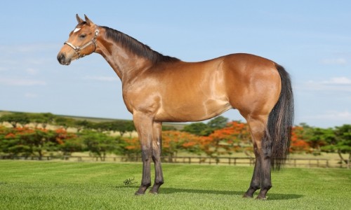 RCH SAFADÃƒO CORONA 