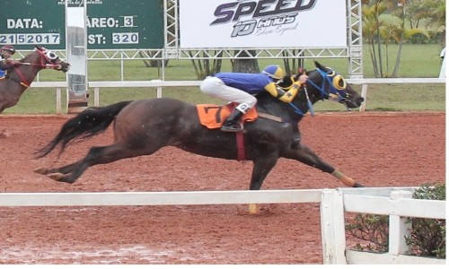 VENTRE P/LIVRE ACASALAMENTO DE ROSE REGARD 