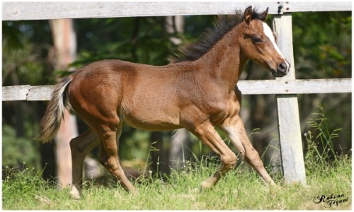 LOUSIANA SENATOR X JAGADAMBA JQM 