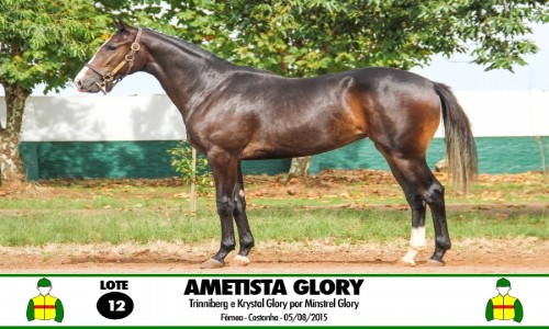 AMETISTA GLORY 