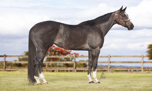 VENTRE LIVRE DE FANTASTIC VEGAS 