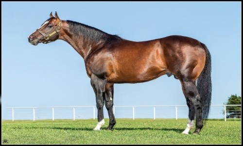 DESIRIO (VENDA DE COBERTURA) 