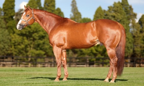 EMBRIÃO EFETIVADO (GOLD MEDAL JESS X FAITH FOR ME) 