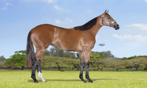 FIRST PRIZE CORONA CAR 