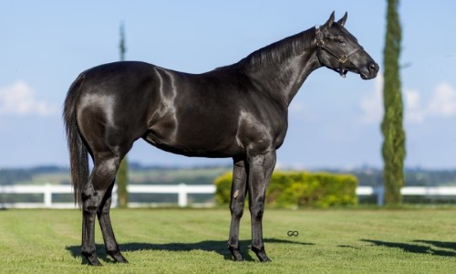 LAS VEGAS COWGIRL MRL 