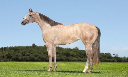 HALO SPECIALIZED HBR 