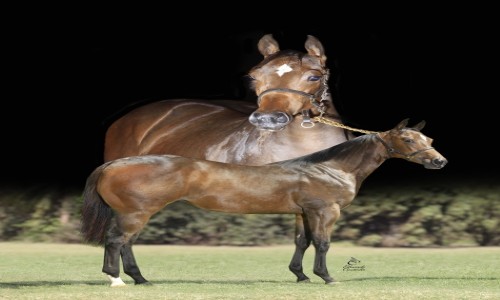 JAZIDA DA ESPERANÇA 