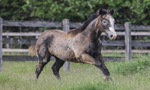 NN SAVANNAH FISHERS FLY 